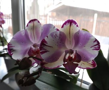 Orchidee77