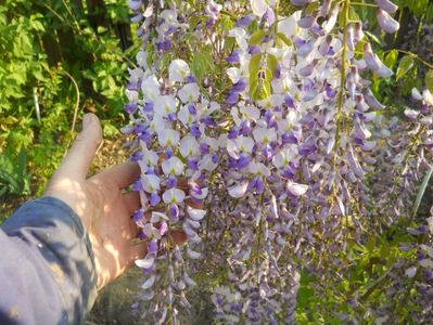 glicina mov 0,8-1m 30lei; plante la ghiveci,sunt obtinute prin marcotare
