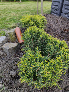 juniperus old gold