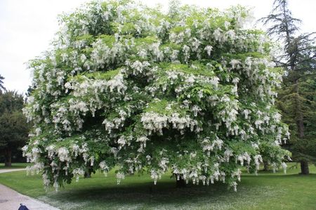 yellowwood-Cladrastis kentukea