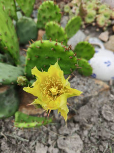 opuntia hybr.