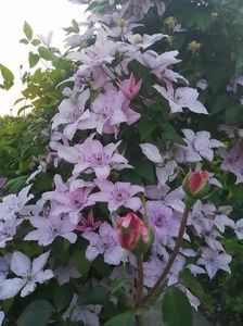 clematis 6