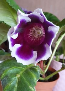 23,06,2023; Gloxinia
