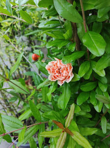 punica granatum "Madame Legrelle"; rodiu decorativ
