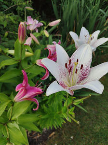 lilium asiaticum