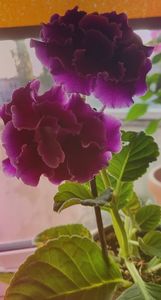 30.08.2023; Gloxinia
