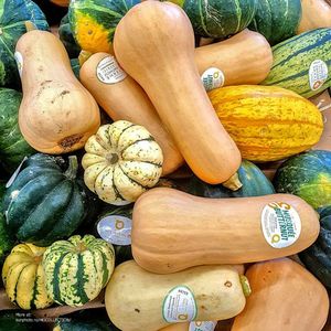 Dovleac - Courge - Squash