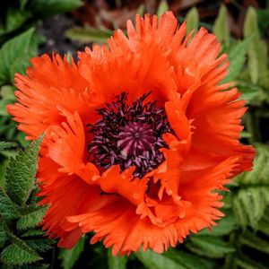 PAPAVER-orientale-Turkenlouis