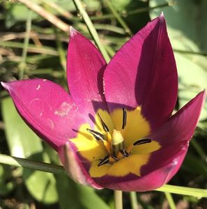 Tulipa Persian Pearl (2020, March 30)