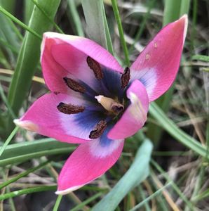 Tulipa Little Beauty (2020, April 13)