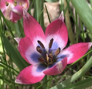 Tulipa Little Beauty (2020, April 17)
