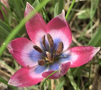 Tulipa Little Beauty (2020, April 17)
