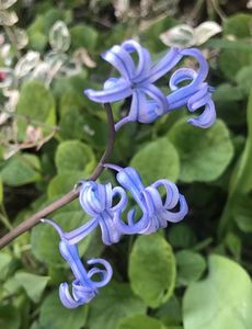 Hyacinth multiflora Blue (20120 April 02)