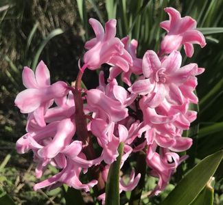 Hyacinth Pink Pearl (2020, April 02)