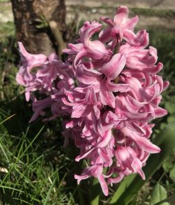 Hyacinth Pink Pearl (2020, April 02)