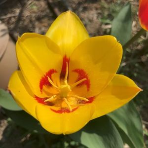 Tulip Stresa (2021, April 02)