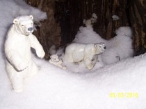 100_6718; ursi polari
