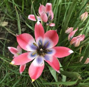 Tulipa Little Beauty (2021, May 01)