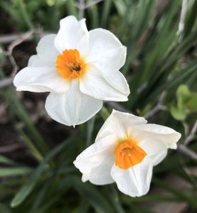 Narcissus Geranium (2021, April 16)