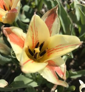 Tulip Quebec (2021, April 10)