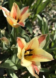 Tulip Quebec (2021, April 10)