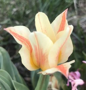 Tulip Quebec (2021, April 13)