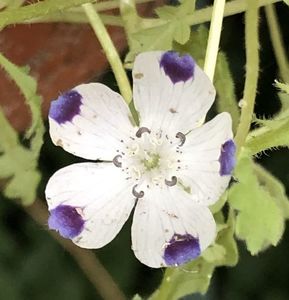 Fivespot_Nemophila (2021, June 09)