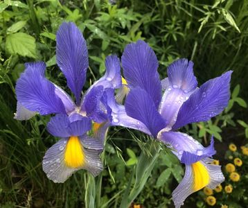 Iris Blue Magic (2021, May 25)