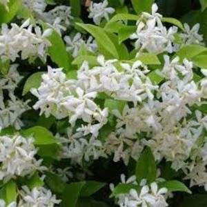 trachelospermum jasminoides; secret garden
