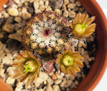 Echinocereus chloranthus Dona Ana