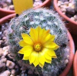 Mammillaria baumii