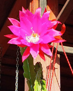 Epiphyllum hb Kate Forester