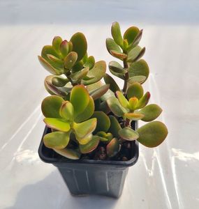 Crassula ovata - 5 lei