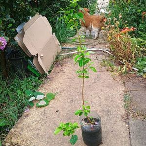 duranta erecta 25lei; 1buc
