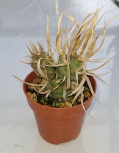 Tephrocactus papyracanthus - 20 lei