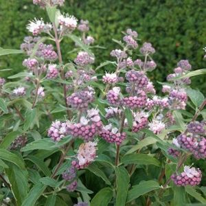 Caryopteris_clandonensis_Stephi roz; plantshop
