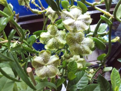 Ceropegia sandersonii