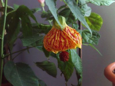 Abutilon striatum,cred ca floarea e inca in evolutie