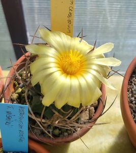 Astrophytum crassispinus