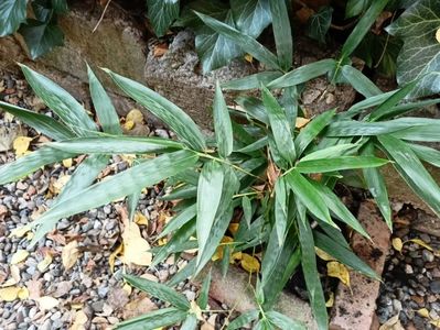 Bambus phyllostachys nigra