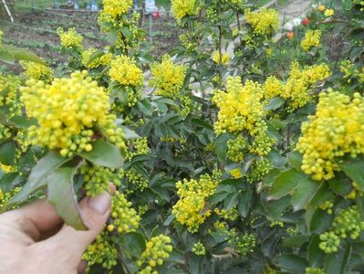 mahonia 0,7m-20lei; Se livreaza cu radacina nuda
