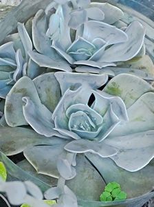 echeveria pollux