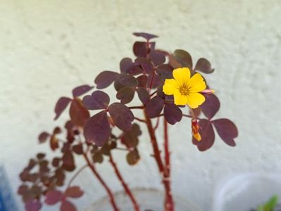 oxalis vulcanicola