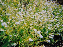 DSCN0030