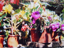 begonia,achimenes