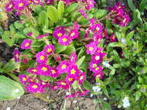 primula