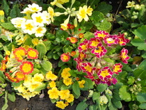 primula