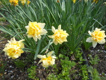 narcissus Texas
