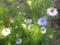 nigela