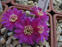 Sulcorebutia sp.4 (3)